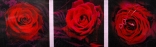 Набір д/вишивання 5D Триптих Червоні троянди 158*57
