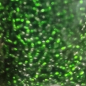 Бісер 12 GB темно-зелений, блискучий